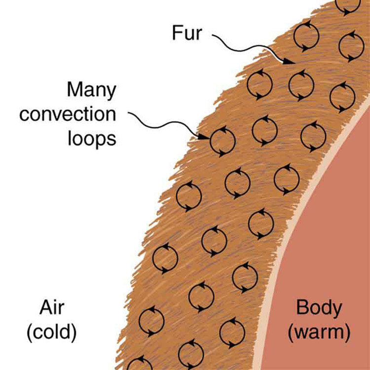 insulation-convection